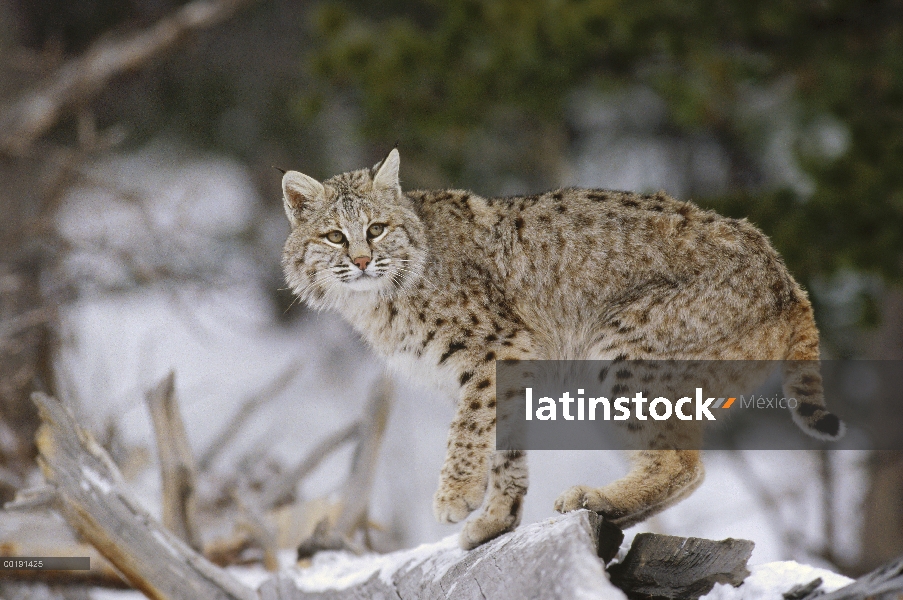 Bobcat (Lynx rufus) en invierno, Colorado