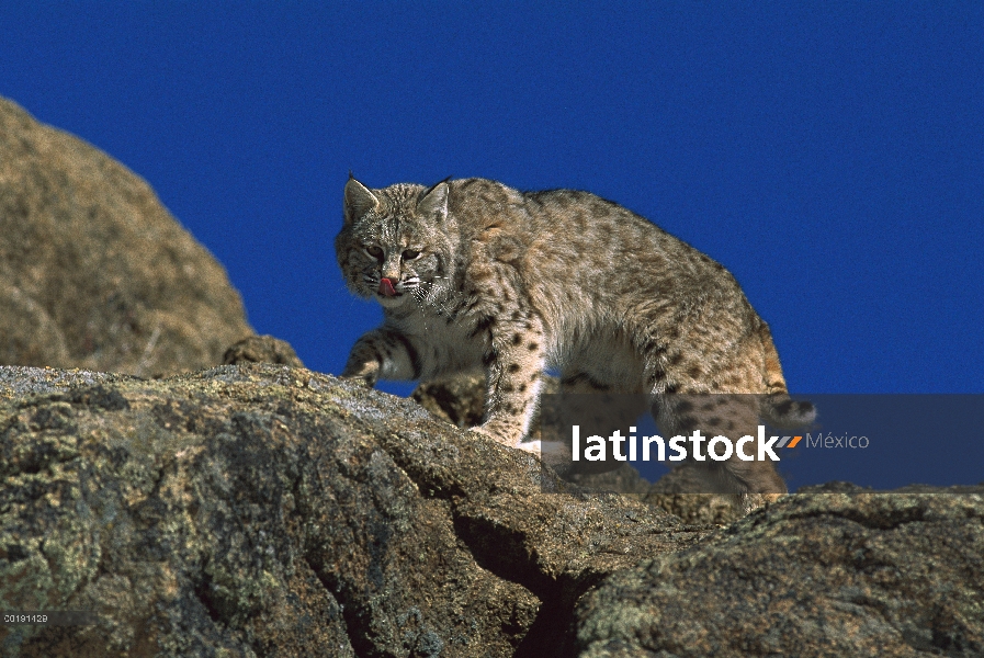 Bobcat (Lynx rufus), escalada en rocas, América del norte