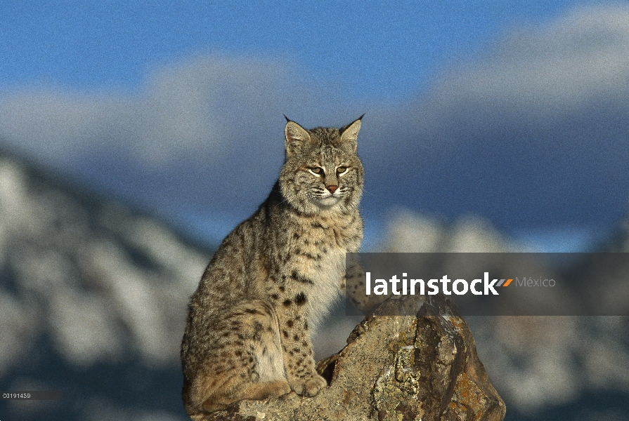 Bobcat (Lynx rufus), montañas rocosas, Norteamérica