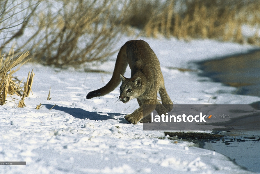 León de montaña (Puma concolor) en nieve, Colorado