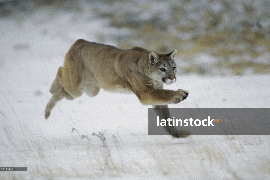 León de montaña (Puma concolor) corriendo por la nieve en invierno, América del norte