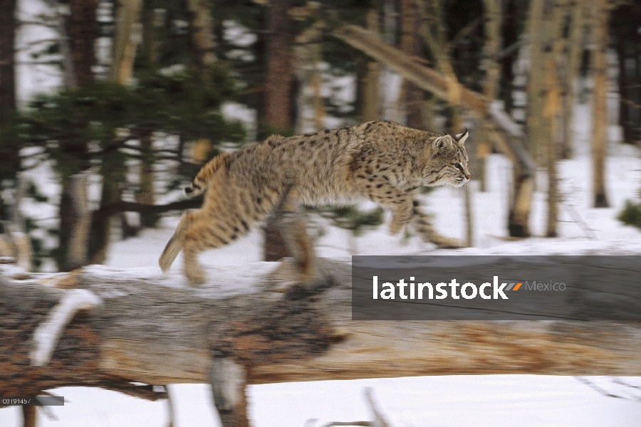 Bobcat (Lynx rufus) que recorre registro en invierno, Colorado