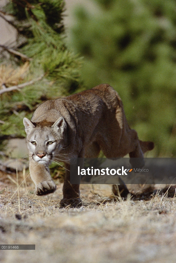 León de montaña (Puma concolor) corriendo hacia la cámara, Colorado