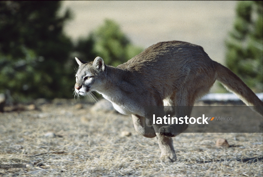 León de montaña (Puma concolor) en ejecución, América del norte