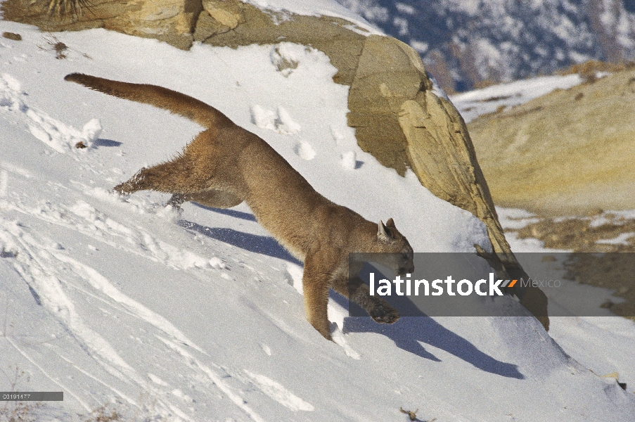 León de montaña (Puma concolor) corriendo sobre el suelo cubierto de nieve, América del norte