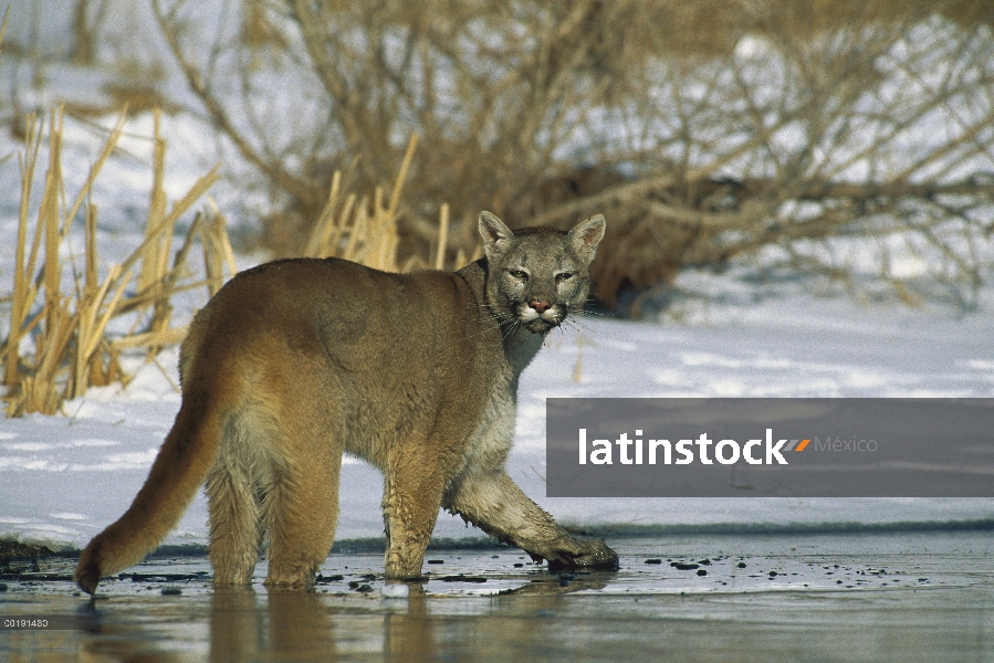 León de montaña (Puma concolor) pie adulto en congelado, corriente superficial con orillas cubiertas