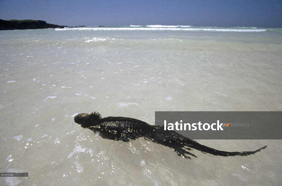 Iguana marina (Amblyrhynchus cristatus) nadar en aguas poco profundas, Islas Galápagos, Ecuador