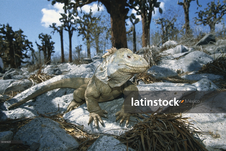 Retrato de la Iguana terrestre de Galápagos (Conolophus subcristatus) sobre rocas en la base del cac