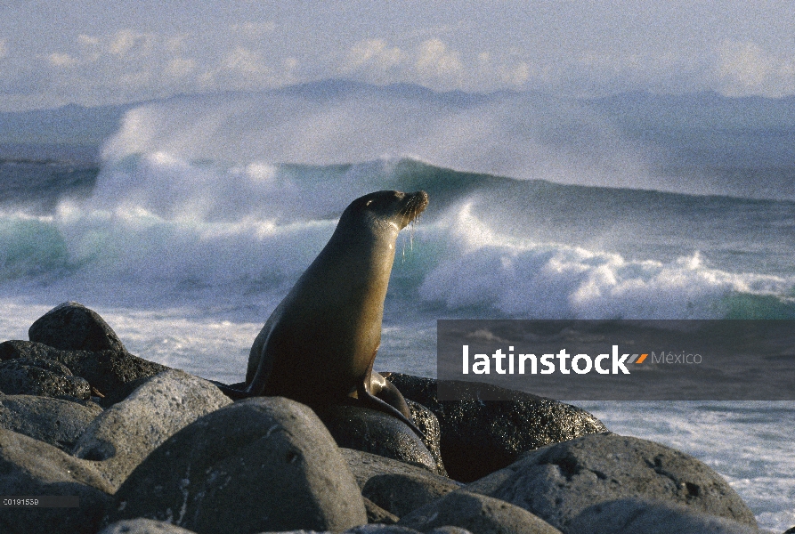 León marino de Galápagos (Zalophus wollebaeki) en la roca con las olas del océano en el fondo, las I