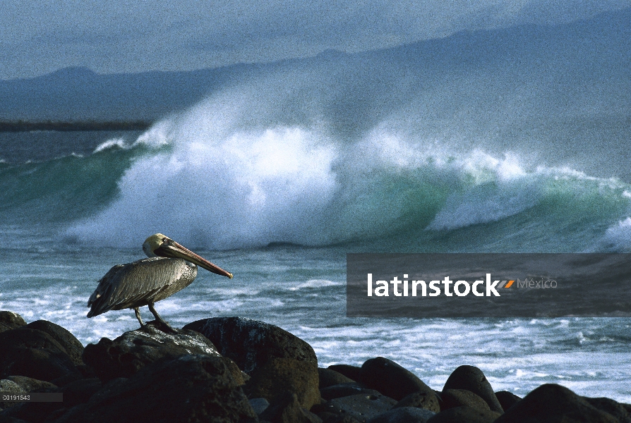 Pelícano Pardo (Pelecanus occidentalis) encaramado en las rocas con las olas del océano en el fondo,