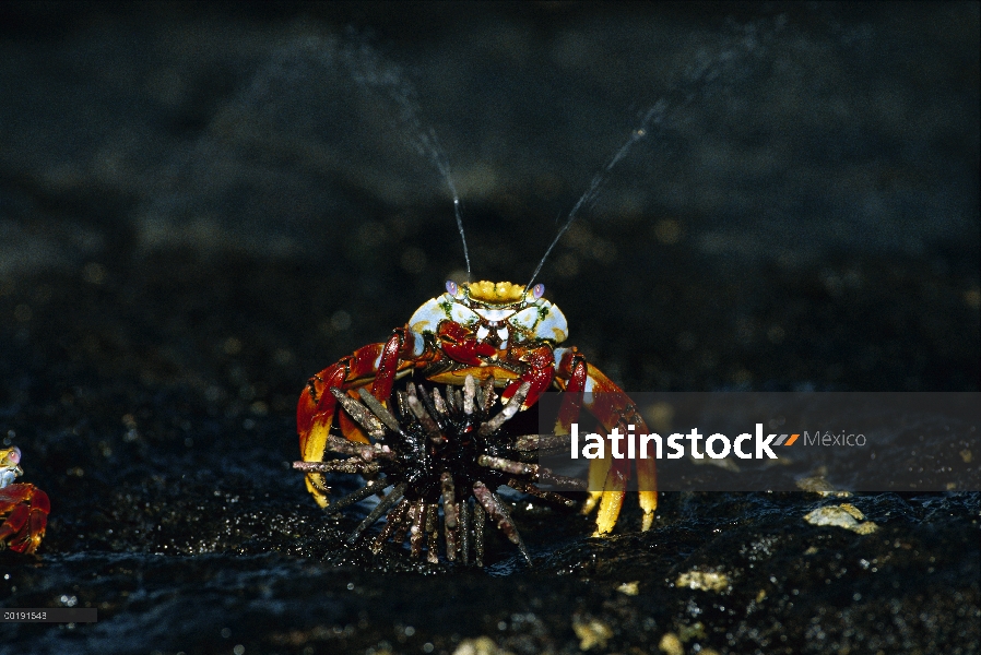 Cangrejo (Grapsus grapsus) rociar cerca de erizo de mar, las Islas Galápagos, Ecuador