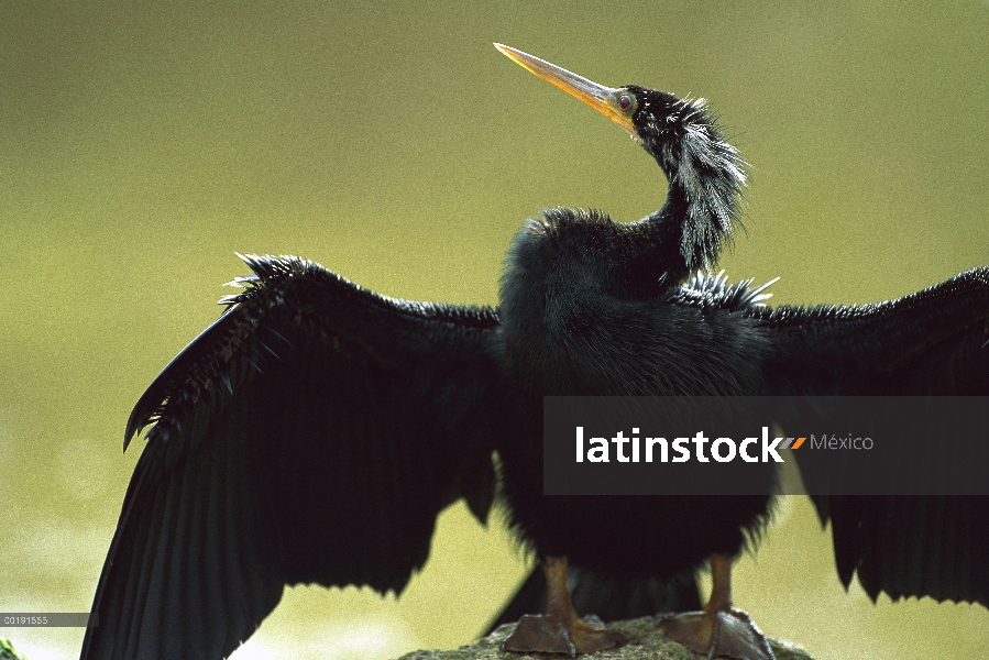 Perca americana (Anhinga anhinga) secado alas, América Tropical juvenil