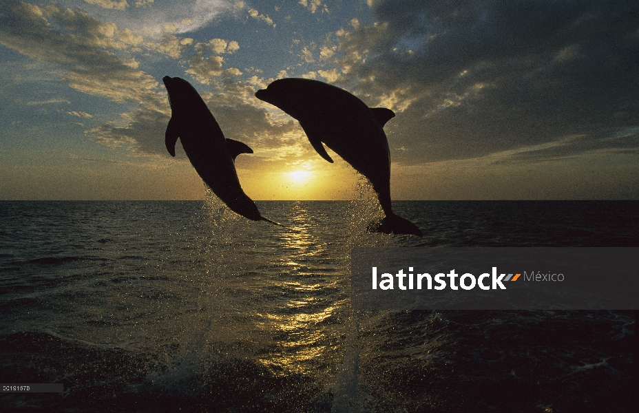 Par de delfines (Tursiops truncatus) de mulares saltando al amanecer, Honduras