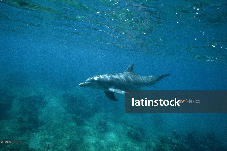 Delfín mular (Tursiops truncatus), distribuido en todo el mundo excepto las regiones polares