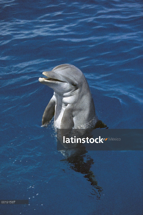 Delfín mular (Tursiops truncatus), Hawaii