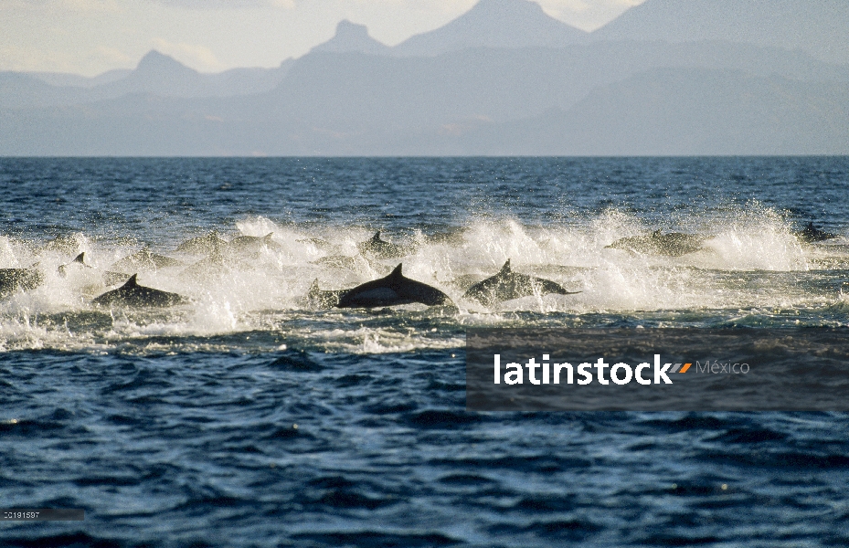 Porpoising de grupo de delfines (Delphinus delphis) común a través del agua, Baja California, México