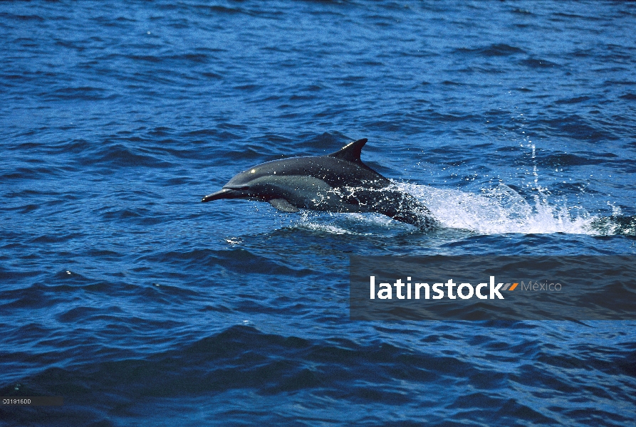 Común Delfín (Delphinus delphis) salto de agua, se extiende a lo largo del Pan Oceanic