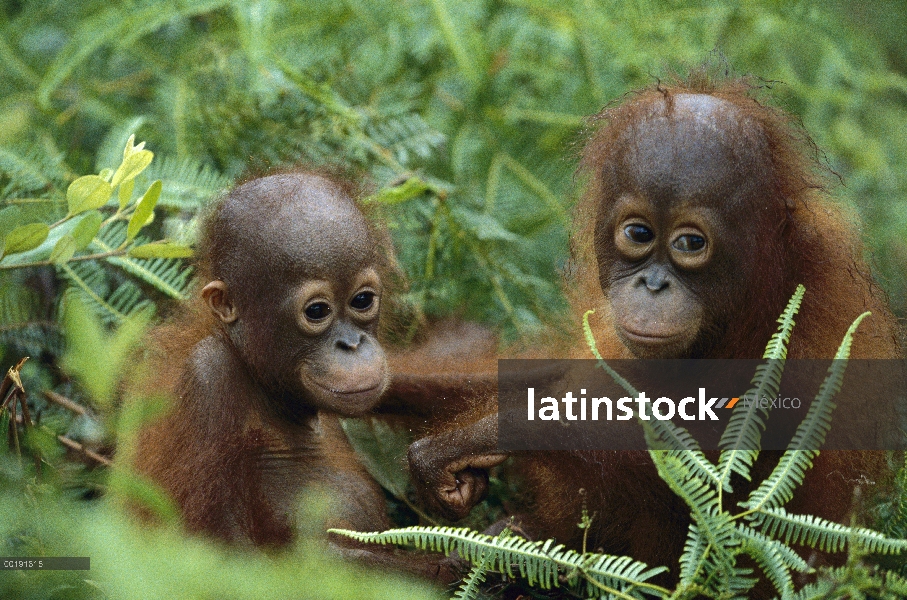 Huérfanos de orangután (Pongo pygmaeus) abrazar, Borneo, Malasia