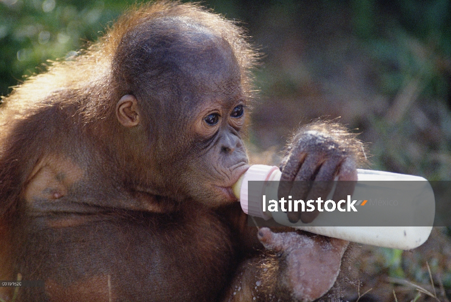 Huérfanas de orangután (Pongo pygmaeus) bebiendo de un biberón en rehabilitación instalación, Camp L