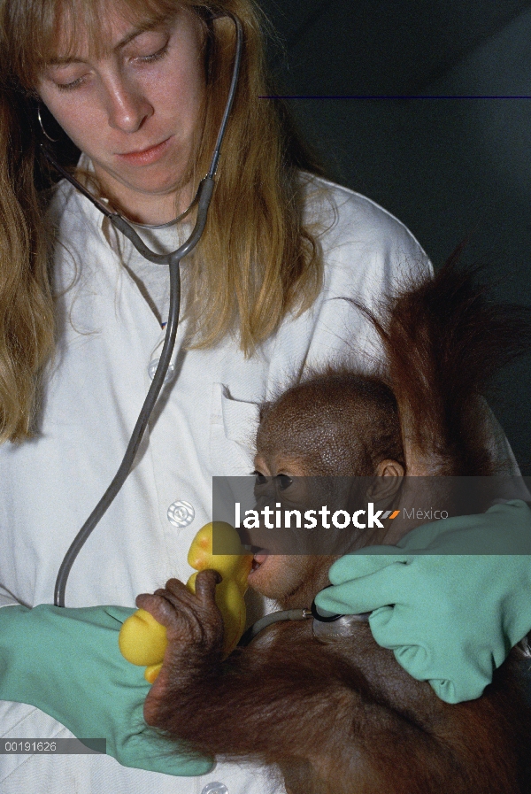 Huérfanas de orangután (Pongo pygmaeus) con el asistente en rehabilitación instalación, Wanariset, B