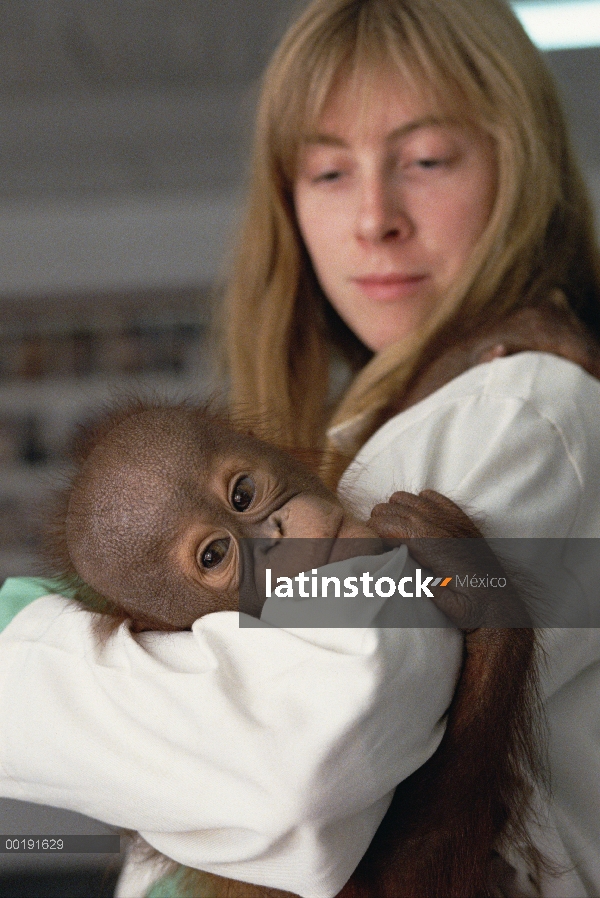 Huérfanas de orangután (Pongo pygmaeus) con el asistente en rehabilitación instalación, Wanariset, B