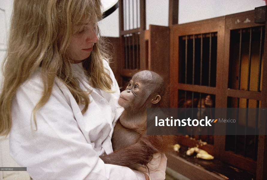 Huérfanas de orangután (Pongo pygmaeus) con el asistente en rehabilitación instalación, Wanariset, B