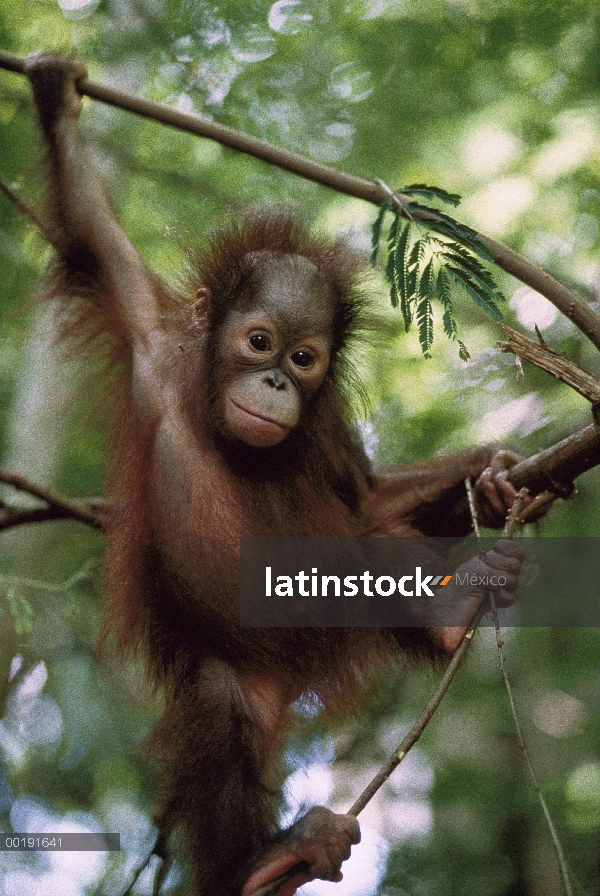 Niño de orangután (Pongo pygmaeus) colgando de la rama, Borneo