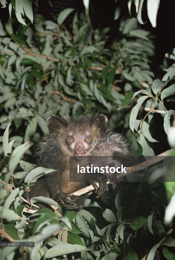 Padre de aye-aye (Daubentonia madagascariensis) con jóvenes en la selva, especies, Madagascar