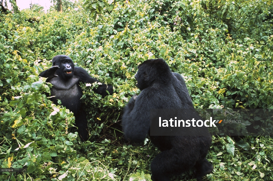 La montaña gorila (Gorilla gorilla beringei) machos peleando, el Parque Nacional Virunga, República 