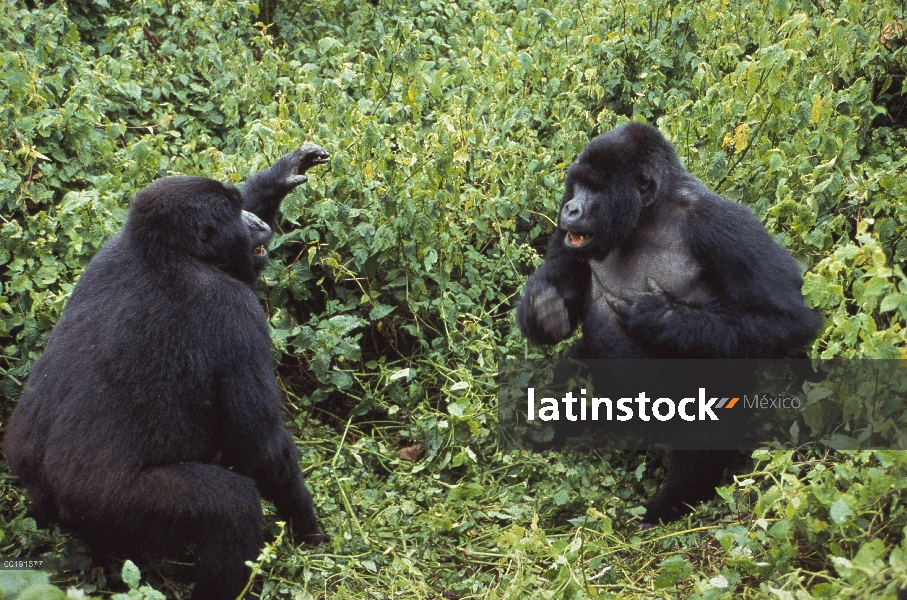 La montaña gorila (Gorilla gorilla beringei) machos peleando, el Parque Nacional Virunga, República 