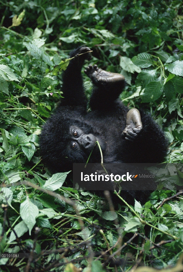 Bebé de gorila (Gorilla gorilla beringei) de la montaña rodando en el suelo del bosque, el Parque Na