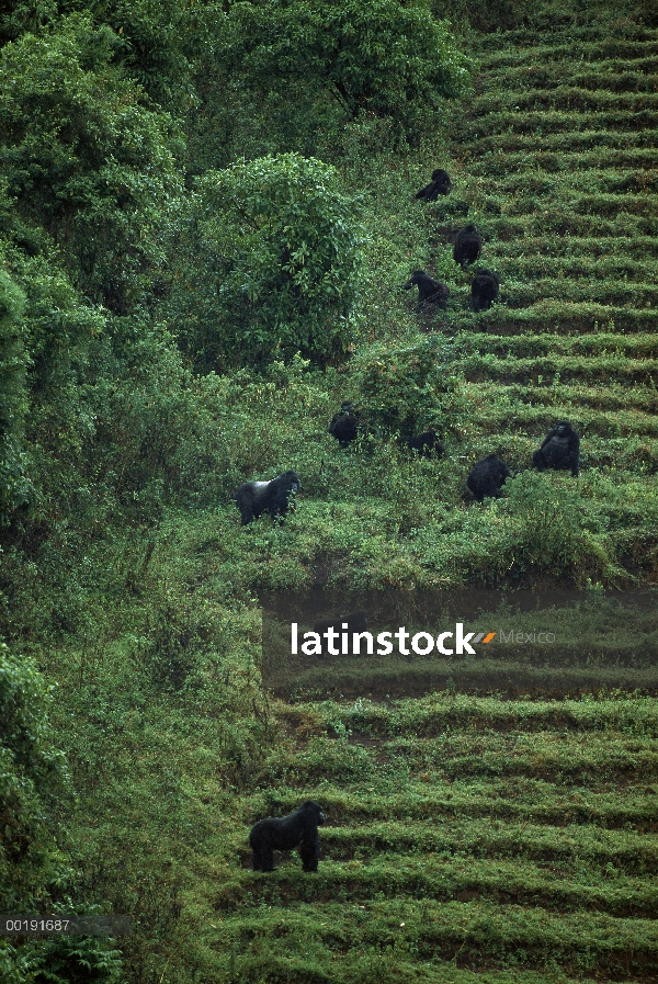 Grupo de montaña gorila (Gorilla gorilla beringei) en el borde del bosque en la finca campo, Parque 