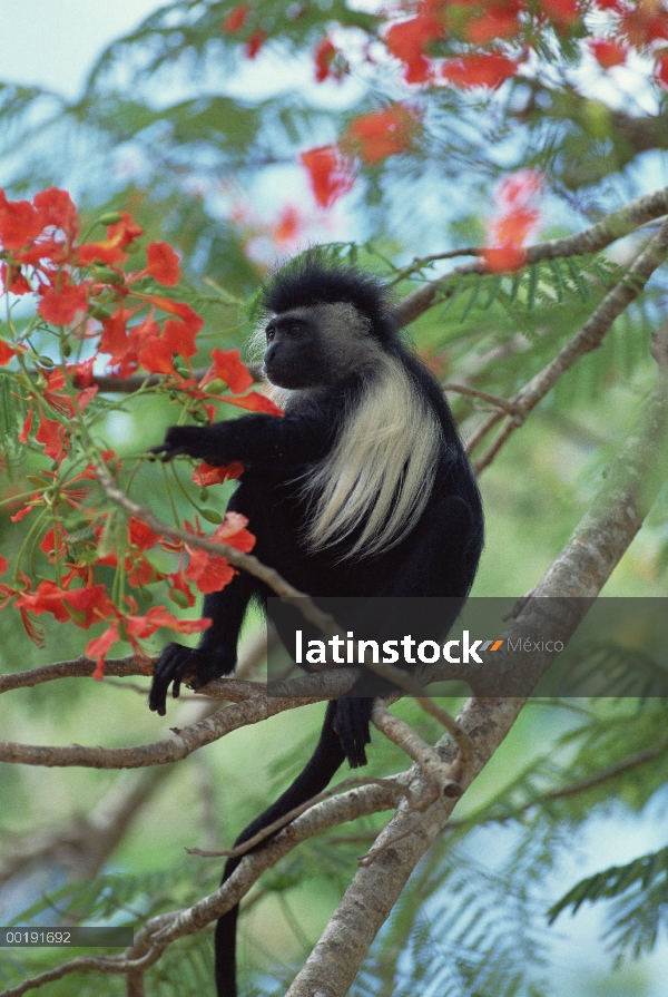 Colobos angoleño (Colobus angolensis) sentado en el árbol, África