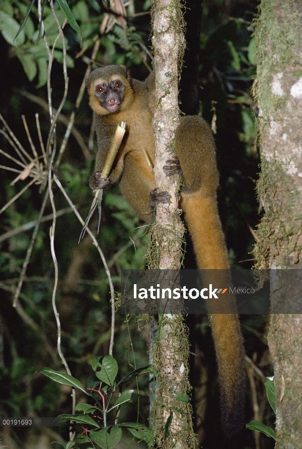 Oro lémur del bambú (Hapalemur aureus) que se alimentan de bambú, Madagascar suroriental