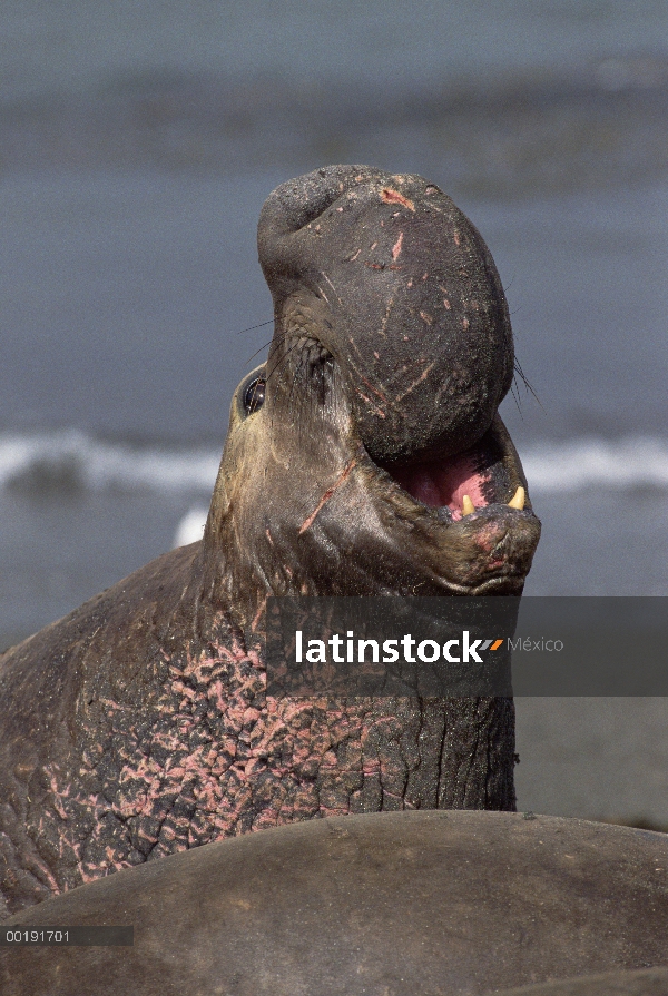 Macho de elefante marino (Mirounga angustirostris) norte llamar, California costera