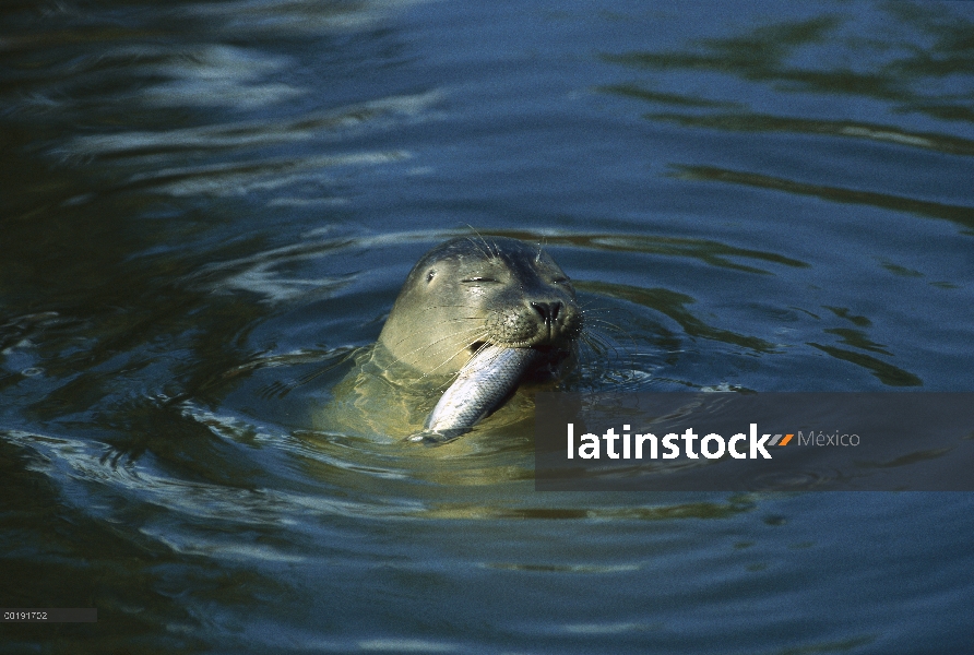 Sello de puerto (Phoca vitulina) en la superficie del océano con un pez en su mough, Costa del Pacíf