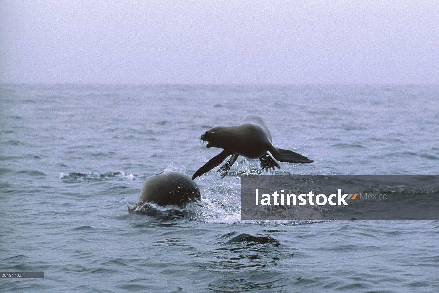 Par de leones marinos de California (Zalophus californianus) jugando en el Océano Pacífico, América 