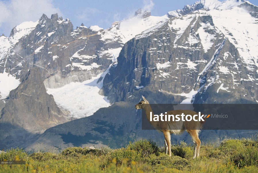 Retrato de guanaco (Lama guanicoe) contra la cordillera, Patagonia, Argentina