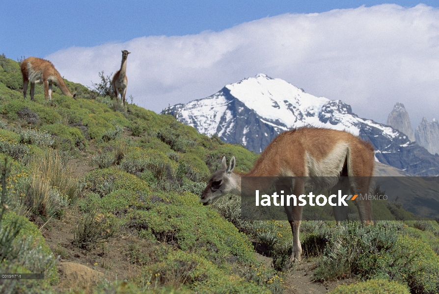 Manada de guanacos (Lama guanicoe) pastoreo sobre hierba con gama de la montaña en segundo plano, Pa