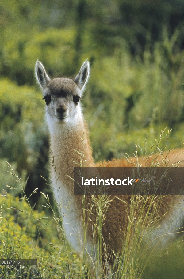 Retrato de guanaco (Lama guanicoe) en hierba alta, Chile