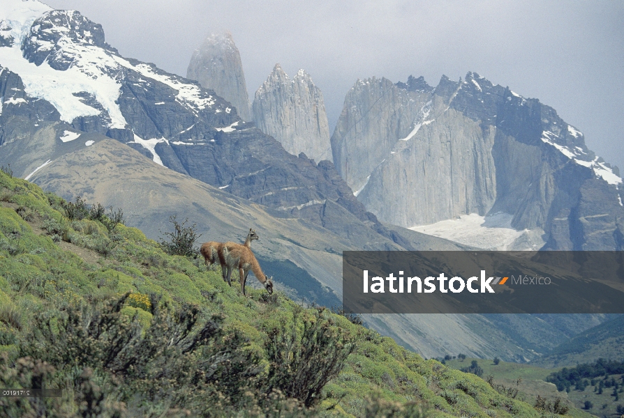 Par de guanaco (Lama guanicoe) pastoreo sobre hierba con gama de la montaña en segundo plano, Patago