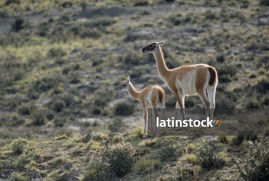 Madre de guanaco (Lama guanicoe) y jóvenes, Patagonia, Argentina