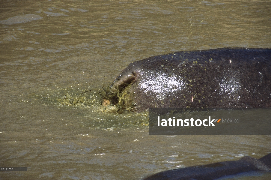 Hipopótamo (Hippopotamus amphibius), defecar en el agua, acuático el África subsahariana