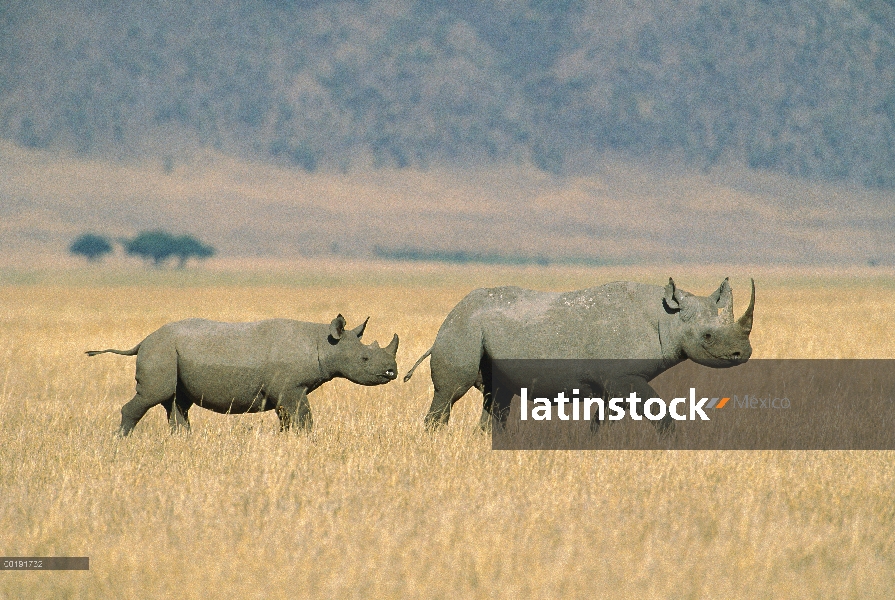 Madre rinoceronte negro (Diceros bicornis) y ternero cruce sabana, cráter del Ngorongoro, Tanzania