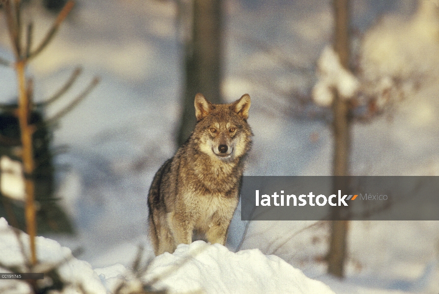 Lobo Europeo (Canis lupus), de Europa a través de Asia Rusia