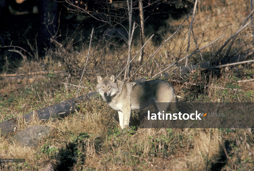 Lobo Europeo (Canis lupus), de Europa a través de Asia Rusia