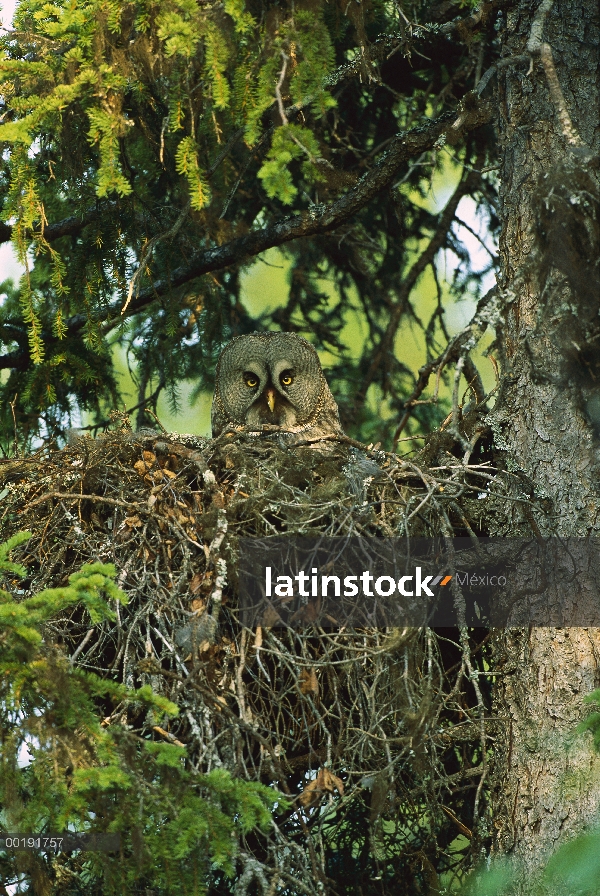 Gris cárabo (Strix nebulosa) anidando en un árbol en el bosque boreal, América del norte