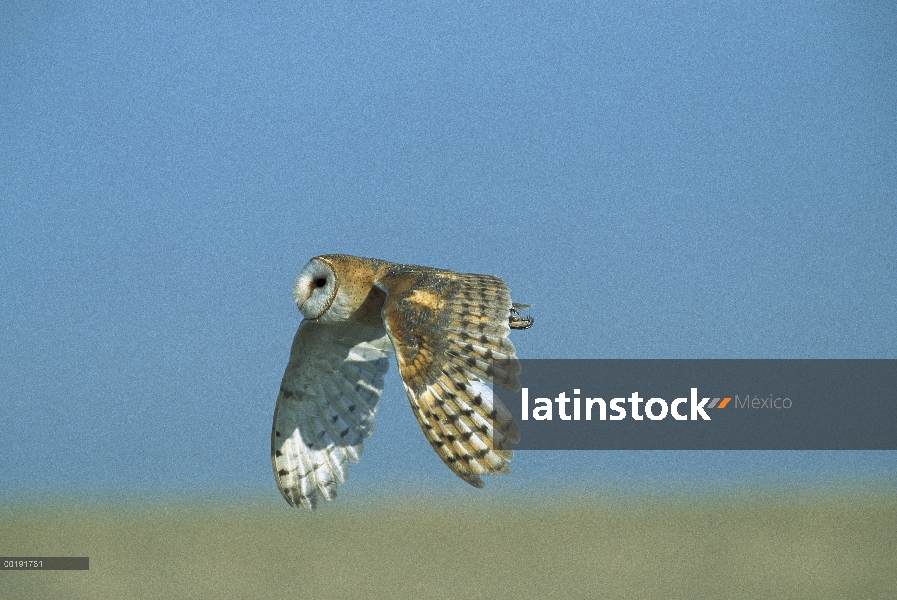 Barn Owl (Tyto alba) en vuelo, América del norte