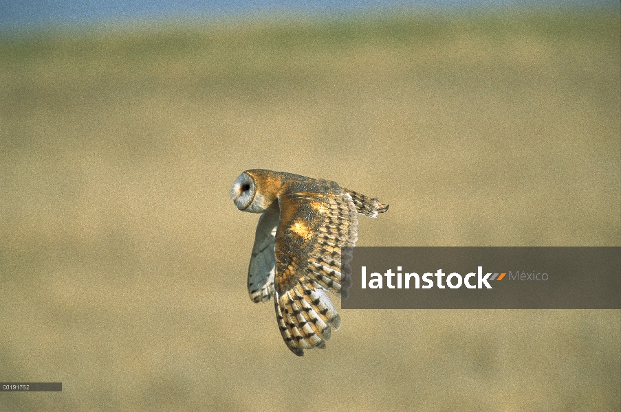 Barn Owl (Tyto alba) en vuelo, América del norte