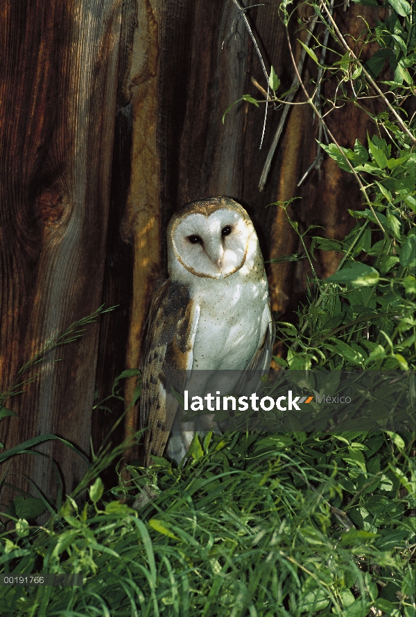 Retrato de la lechuza (Tyto alba), América del norte